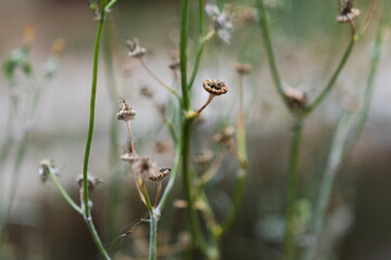 Pflanzen in der Natur