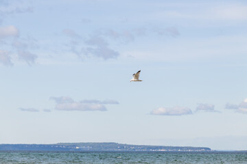 Seagulls flying with blue sky and white clouds in background
