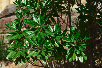 Rhododendron leaves. Juicy green leaves of tropical plants on a brown background. A young plant.