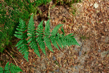 A fern branch is close-up against a background of brown foliage. A young fern. Fern leaves. Green plants in the natural landscape. Fresh green tropical foliage.