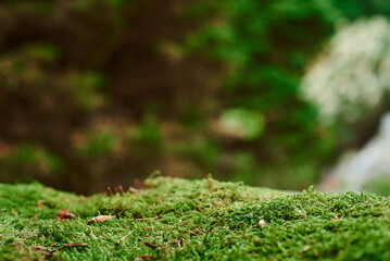 Beautiful moss close-up on the stone. Beautiful background from moss for wallpaper. Moss macro scene. selective focus