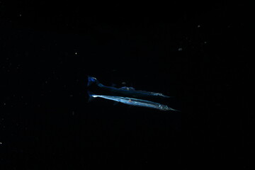 Fototapeta na wymiar Needlefish swimming mid-water in the darkness of the underwater night