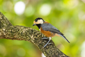 子離れしたヤマガラの親