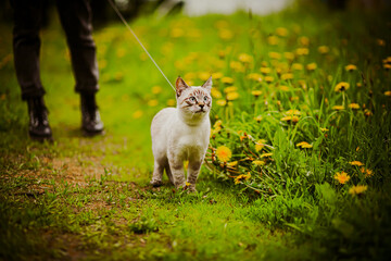 Naklejka na ściany i meble A cute tabby Thai kitten walks on a leash with its owner in a green meadow overgrown with yellow dandelions on a summer day. A walk in nature with a pet.