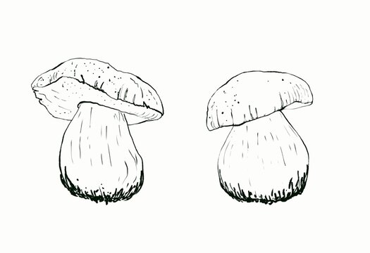 Silhouet mushrooms porcini isolated on white background. Edible mushroom object. Hand drawing illustration