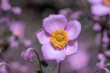 Pink japanese anemone,.beautiful floral background.