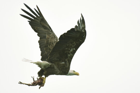 American Bald Eagle flying back to its nest, with a road killed animal, to feed to its eaglets.