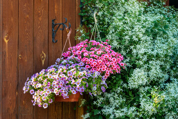 A gorgeous calibrachoa bushs in a hanging baskets. Pots of bright calibrachoa flowers hanging on a wooden wall. Flower pots in a hanging pot on the garden.