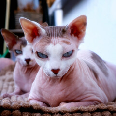 Beautiful cat breeds Canadian Sphynx with beautiful eyes.