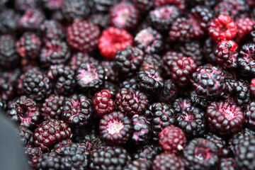 Rubus occidentalis (Black Raspberry), wild collected fresh summer berries - obrazy, fototapety, plakaty