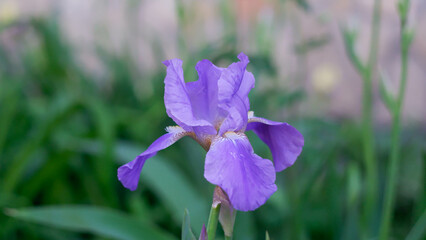 Close-up of Purple iris flower on a green background in the garden.