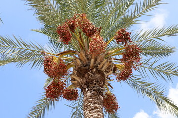 Rich harvest of dates on palm trees in the city park.