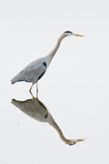 Great blue heron and its reflection seen in shallow tidal waters of a coastal wetland swamp where it feeds on fish and mollusks 