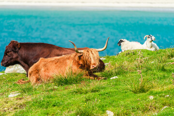 Highland cows, Isle of Harris in Outer Hebrides, Scotland. Selective focus