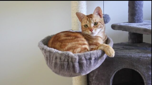 Cute ginger cat is sleeping inside cat's basket. Concept of domestic pets. Lovely and happy red kitty at home. Free space for your textHigh quality FullHD footage