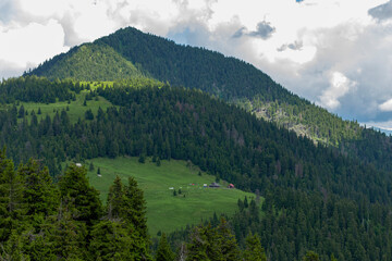 Fototapeta premium Magical summer dawn in the Carpathian mountains. Region Maramures Mountains, Mount Pip Ivan, Ukraine. Vibrant photo wallpaper.