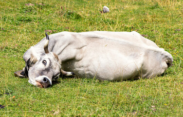 Fototapeta premium Kuh