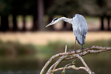Stealth like pose of a hungry heron