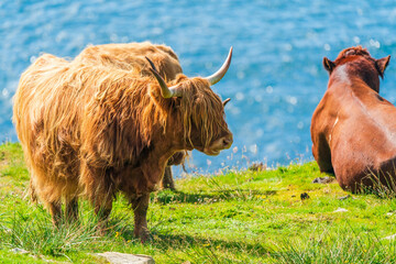 Highland cows, Isle of Harris in Outer Hebrides, Scotland. Selective focus