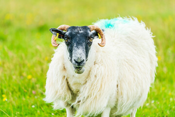  Scottish Blackface sheep on the Isle of Lewis and Harris, Scotland