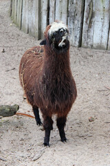 alpaca in a zoo in lille (france)