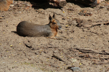 patagonian mara in a zoo in lille (france)