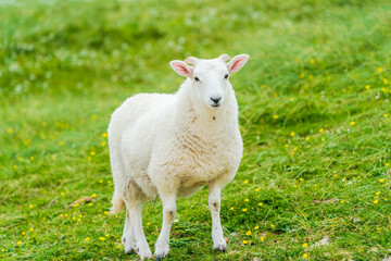 Naklejka na ściany i meble A sheep on a meadow, Isle of Lewis and Harris, Scotland