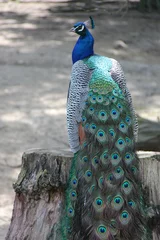 Rolgordijnen peacock in a zoo in lille (france) © frdric