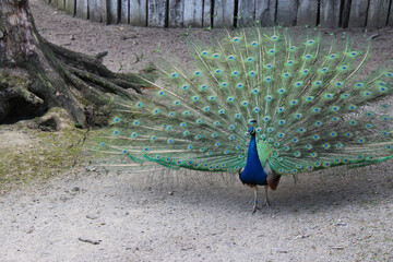 peacock in a zoo in lille (france)
