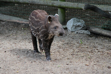 tapir in a zoo in lille (france)