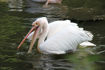 white pelican in a zoo in lille (france)