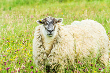 Obraz premium Scottish sheep on the Isle of Lewis and Harris, Scotland