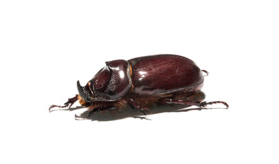 European rhinoceros beetle (Oryctes nasicornis) is a large flying beetle belonging to the subfamily Dynastinae. Imago, a male insect.