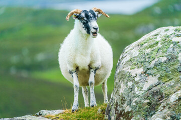 Fototapeta premium Scottish sheep on the Isle of Lewis and Harris, Scotland