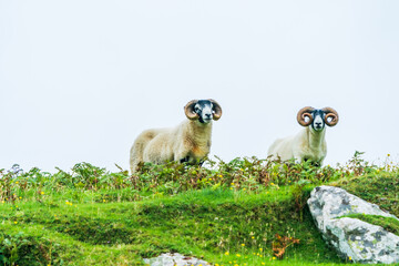 Scottish Blackface Sheep - two rams with big horns, on the Isle of Lewis, Outer Hebrides, Scotland....