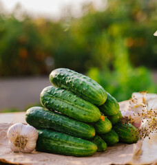 Cucumbers, herbs, dill, garlic on a wooden table in the garden or vegetable garden. Harvesting. Conservation, canning. Background, copy space. Sunny bright day.