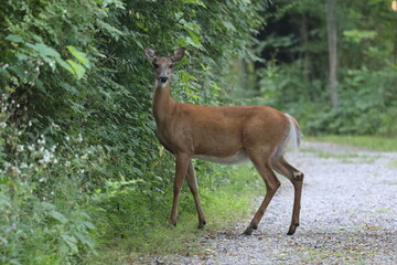 White Tailed Deer