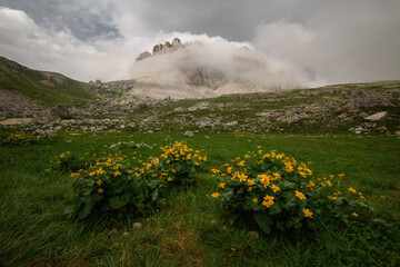 Summer in the mountains with flowers and dramatic clouds. 