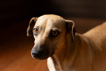 Portrait of a dog with beautiful brown eyes