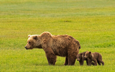 Mamma Grizzly Bear With Cubs in Lake Clark National Park