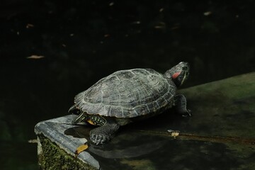 Obraz premium turtle on the rock