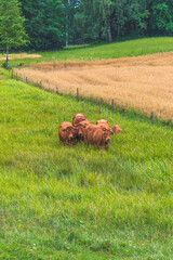 cows i a meadow