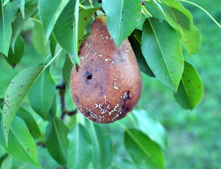 Monilinia fructigena is a fungal disease of pear fruits
