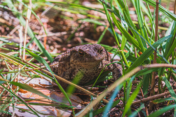 frog in the grass