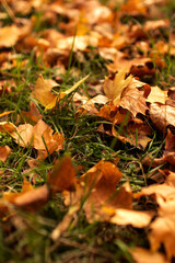 yellow leaves on the green grass