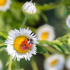 Red-black ladybug on a white chamomile on a blurred background. Place for an inscription. Wildlife in the meadow. Copy space. © Nataliia