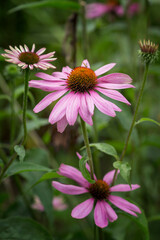 Obraz premium Beautiful pink flowers in the garden. Landscaping. Close-up. Vertical.