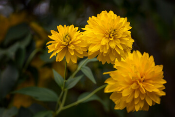Bush flowers golden balls in the garden. Beautiful landscape design. Close-up.
