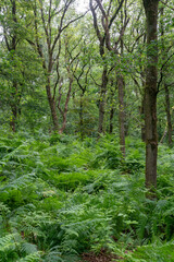 Oak trees in forest on Boersberg (Farmers' hill) in Doorwerth (The Netherlands).