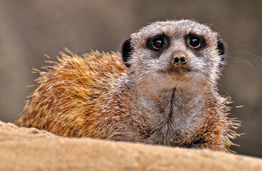 Portrait of meerkat